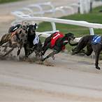 how to bet on dog racing